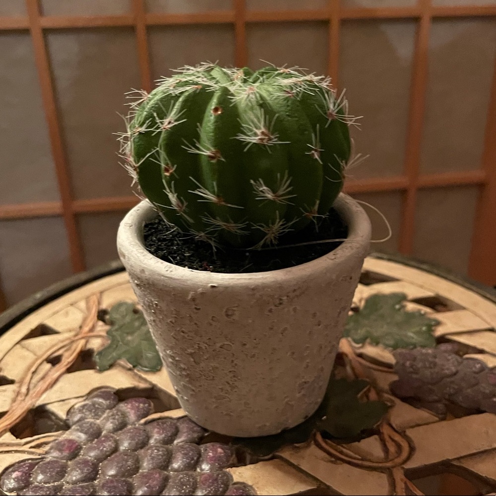 Mini Cactus